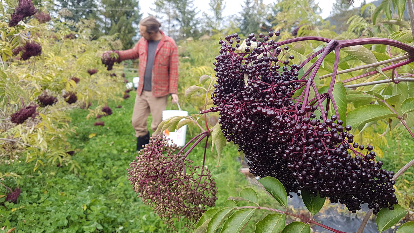 Elderberry Grove: Elderberry Syrup