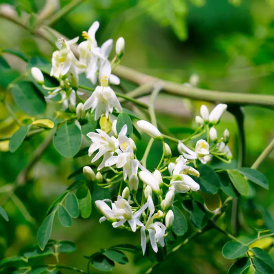 Moringa Herbal Tincture