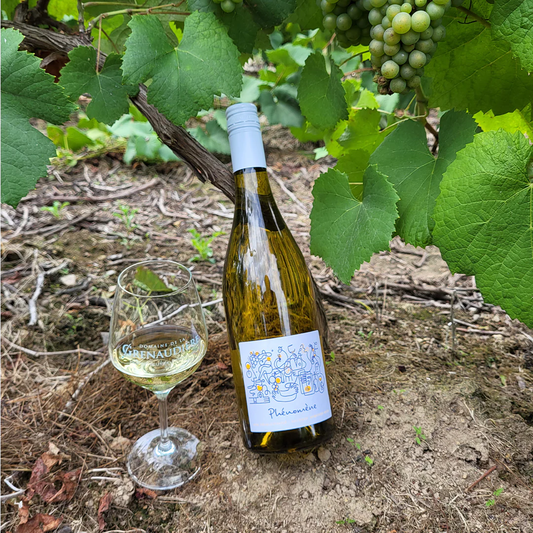 Phénomène: Melon de Bourgogne